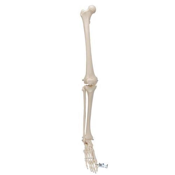 3B Scientific Leg Skeleton w/o hip bone - w/ 3B Smart Anatomy 1019359